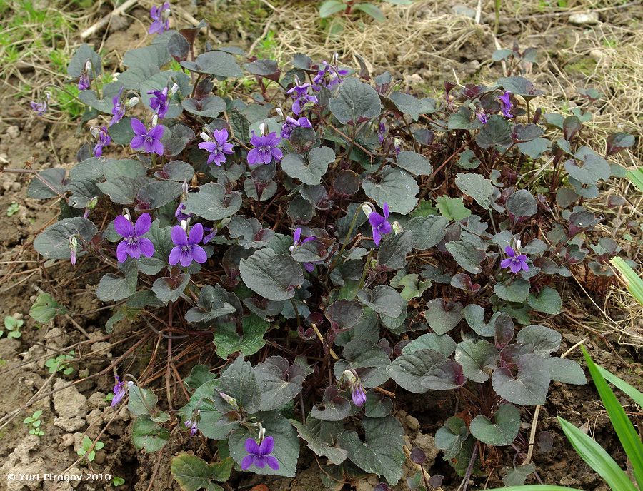 Image of Viola labradorica specimen.