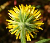 Inula britannica