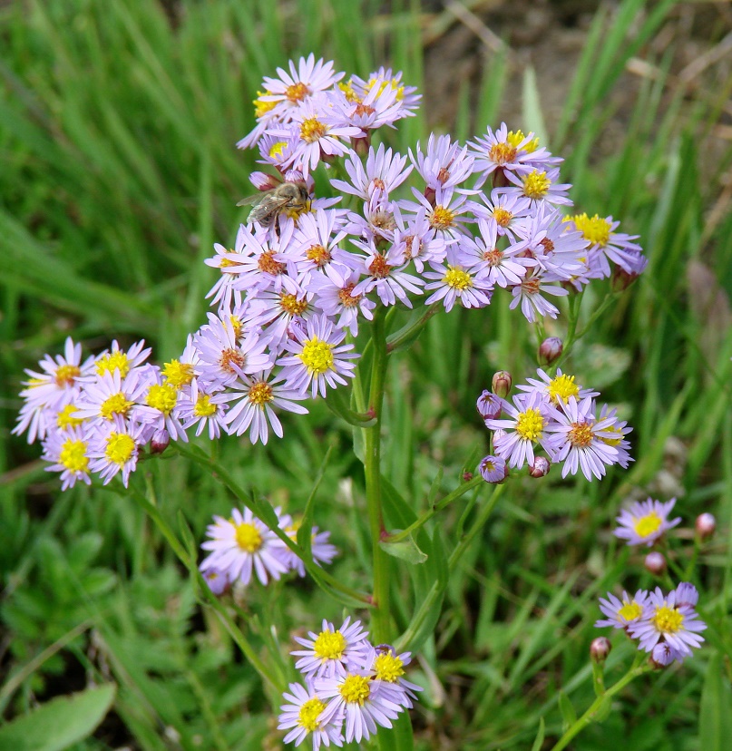 Image of Tripolium pannonicum specimen.