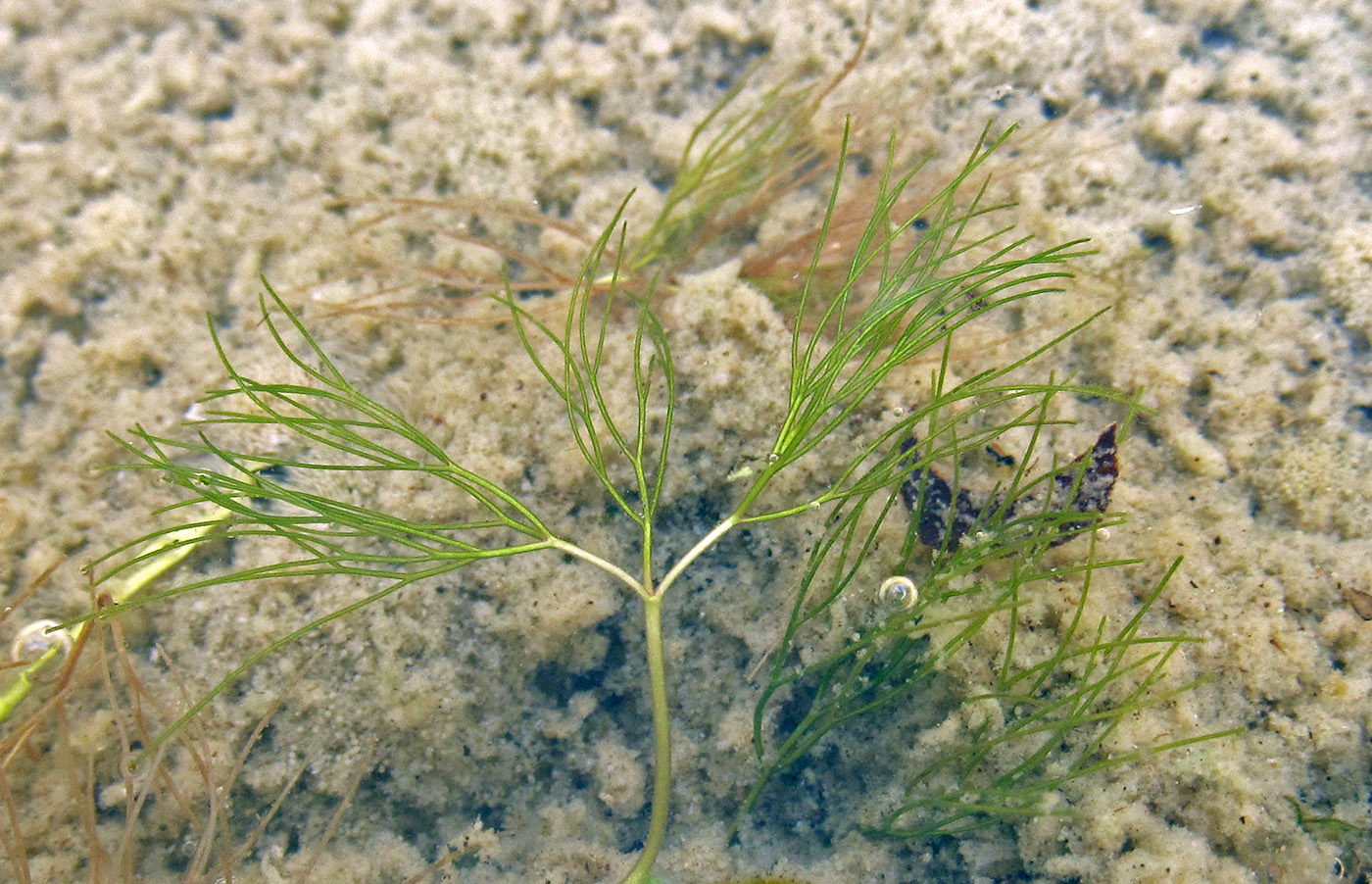 Изображение особи Ranunculus trichophyllus.