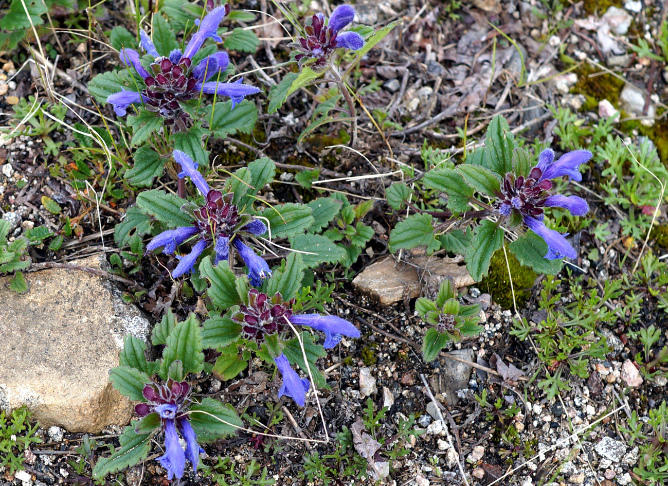 Изображение особи Dracocephalum stellerianum.