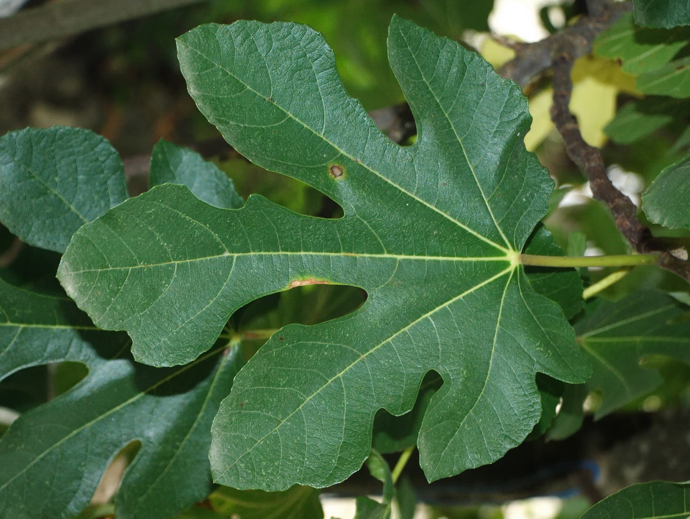 Изображение особи Ficus carica.