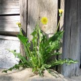 Taraxacum officinale