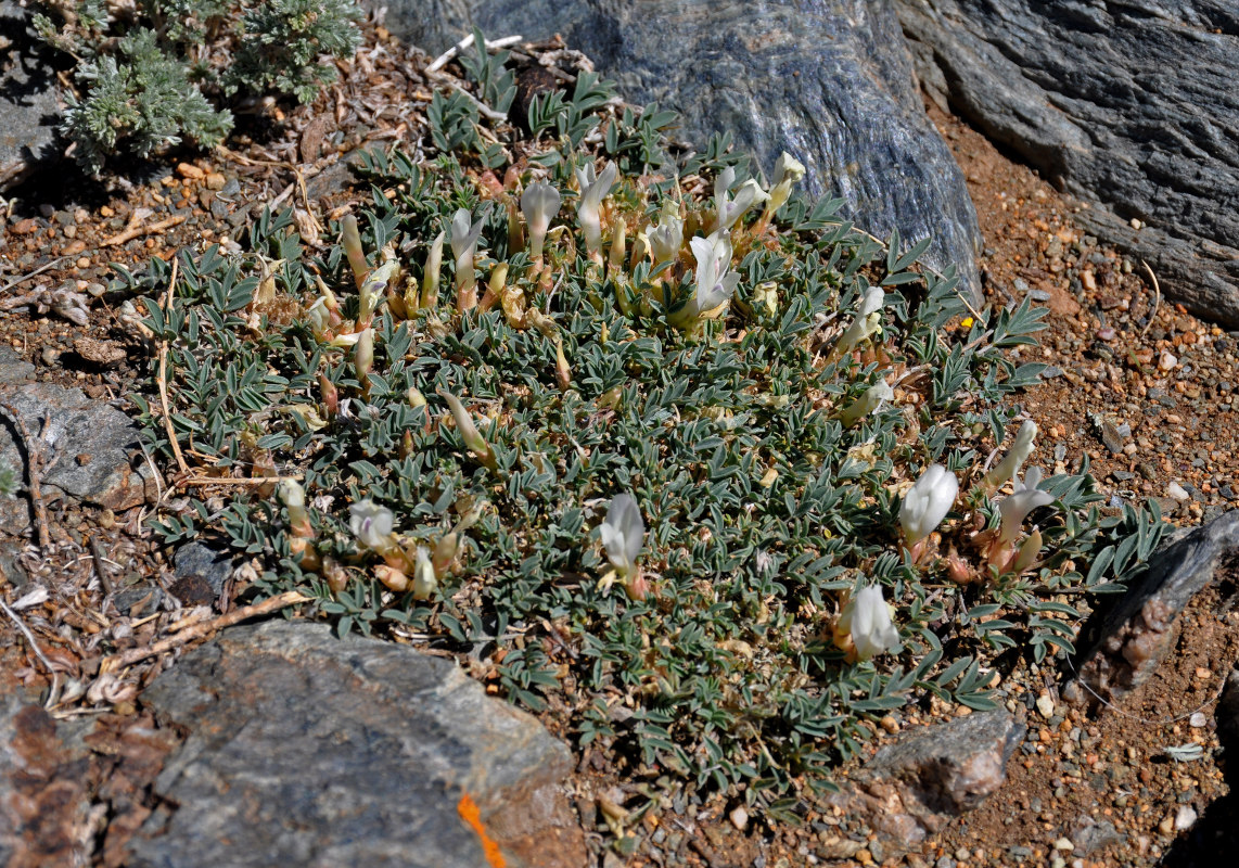 Image of Astragalus brevifolius specimen.