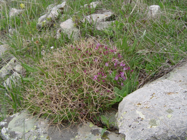 Image of Onobrychis cornuta specimen.