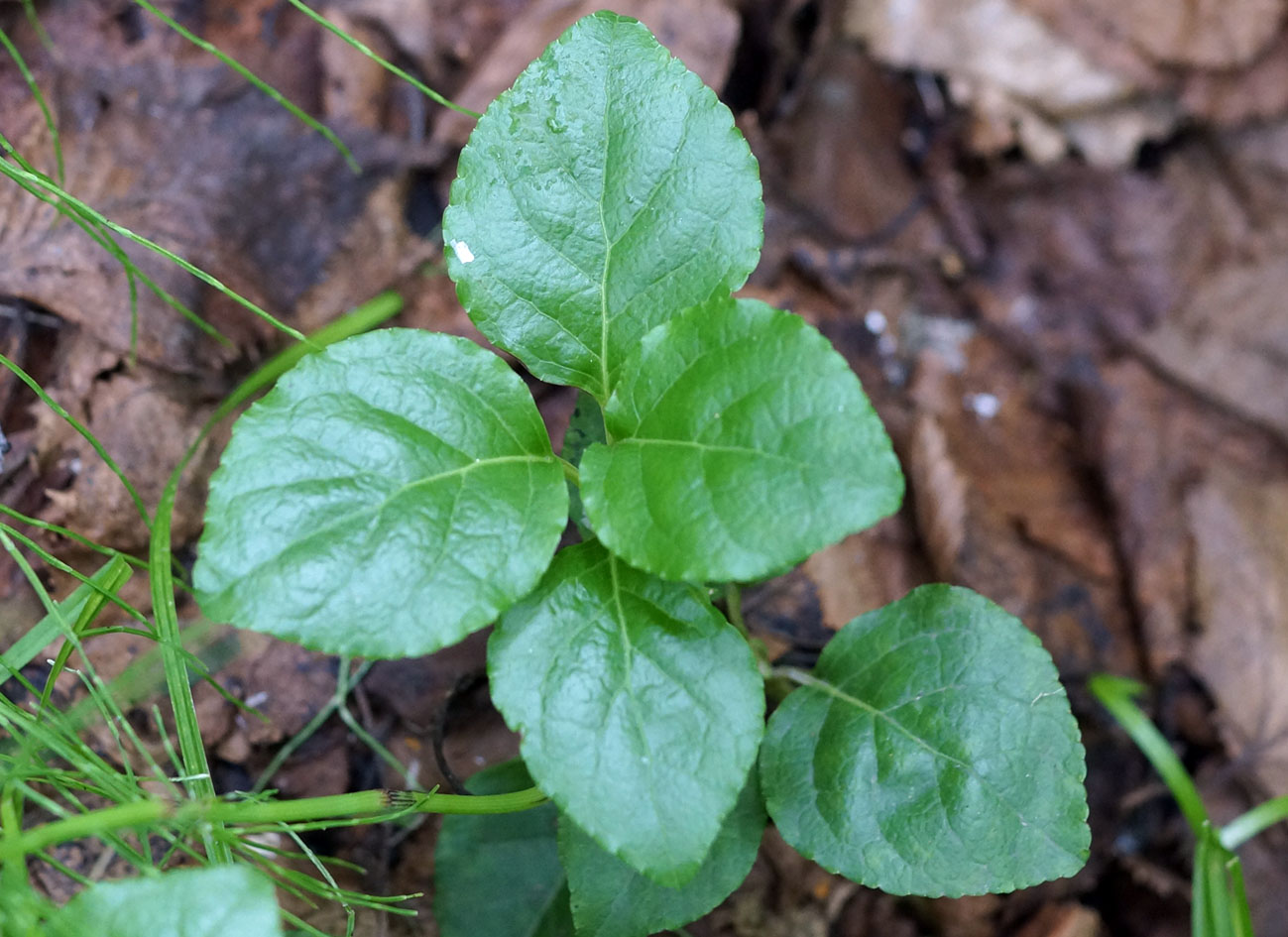 Изображение особи Orthilia obtusata.