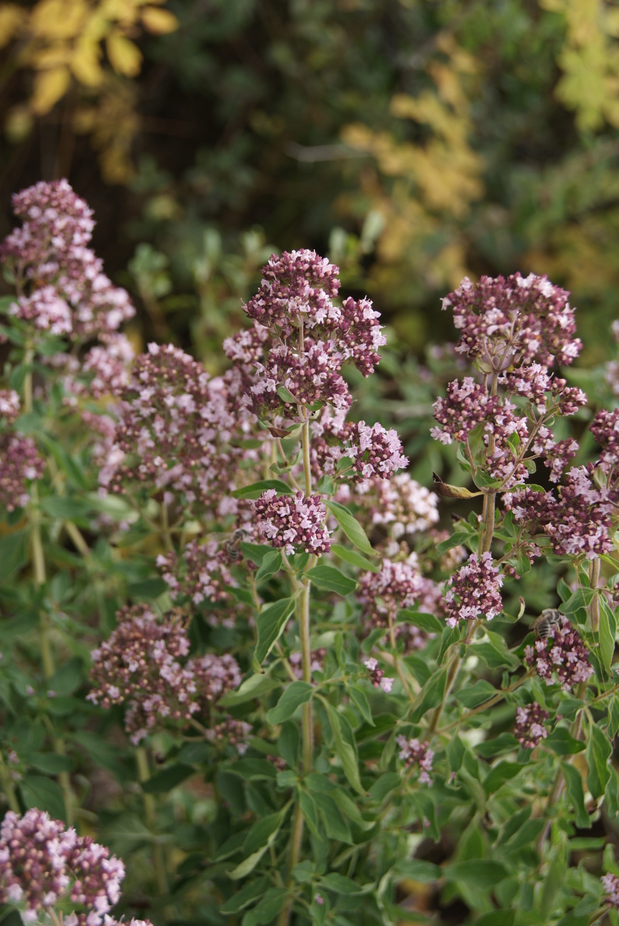 Изображение особи Origanum vulgare.