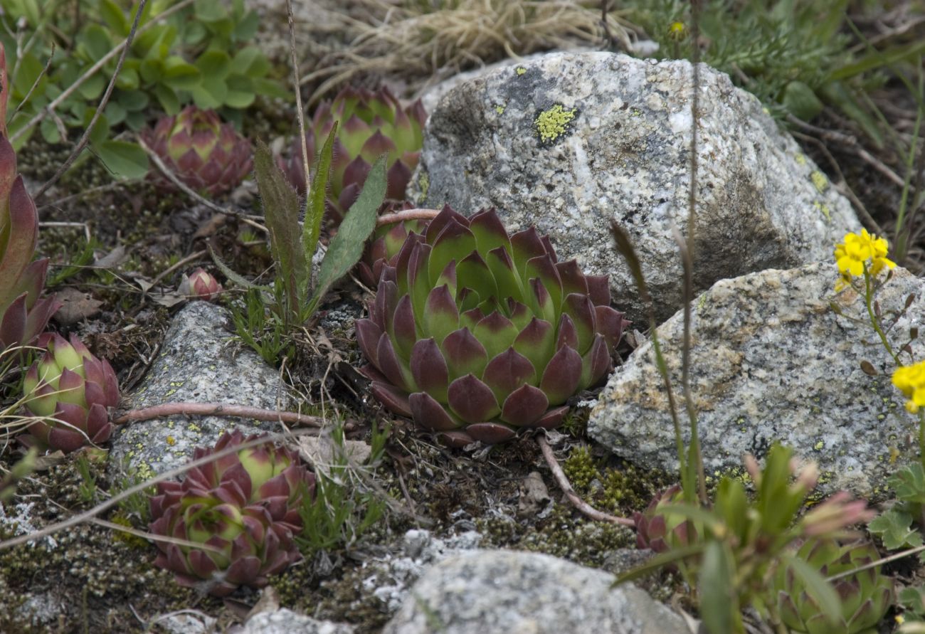 Изображение особи Sempervivum caucasicum.