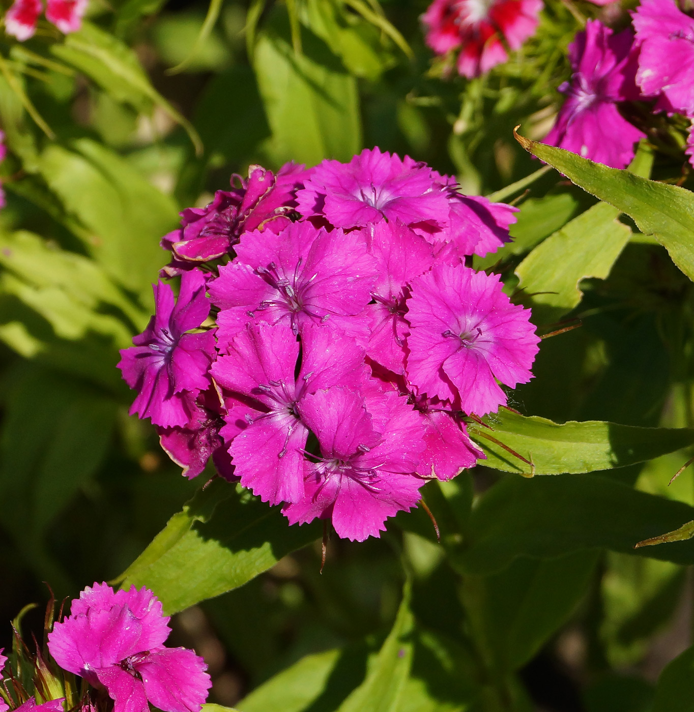 Изображение особи Dianthus barbatus.