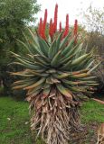 Aloe ferox