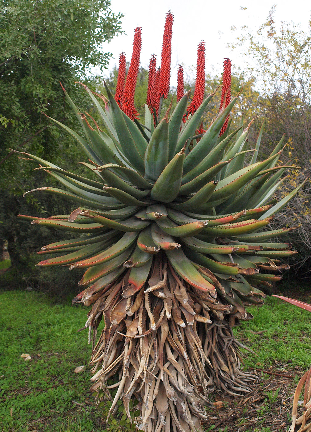 Image of Aloe ferox specimen.