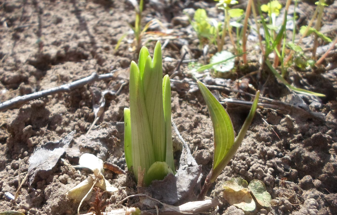 Image of Lilium lancifolium specimen.