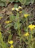 Senecio vernalis