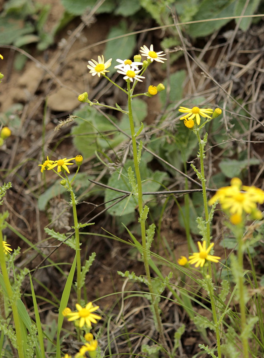 Изображение особи Senecio vernalis.