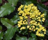 Mahonia aquifolium. Соцветие и части листьев. Узбекистан, г. Ташкент, пос. Улугбек. 30.03.2018.