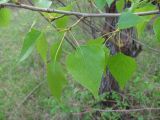 Populus nigra