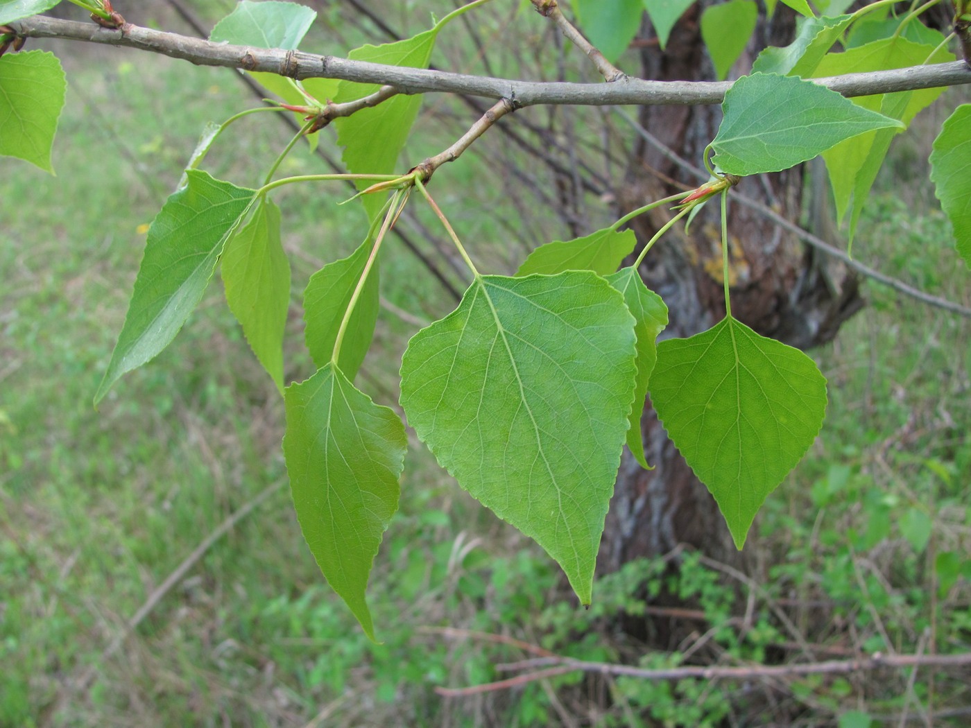 Image of Populus nigra specimen.