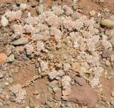 genus Paronychia