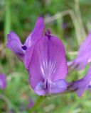 Astragalus suffruticosus