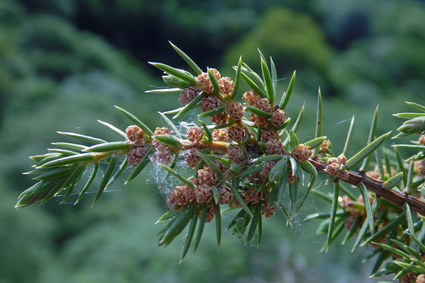 Image of Juniperus hemisphaerica specimen.