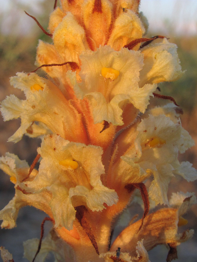 Image of Orobanche centaurina specimen.