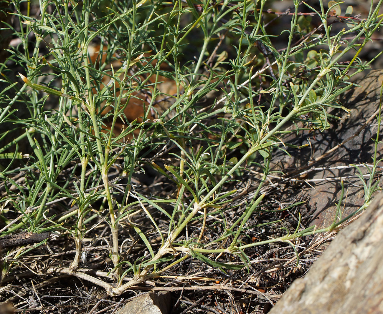 Image of Silene alexandrae specimen.