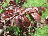Prunus cerasifera variety pissardii. Побег с листьями (var. pissardii (Carrière) Koehne). Крым, Симферополь, ботсад университета. 17 мая 2010 г.