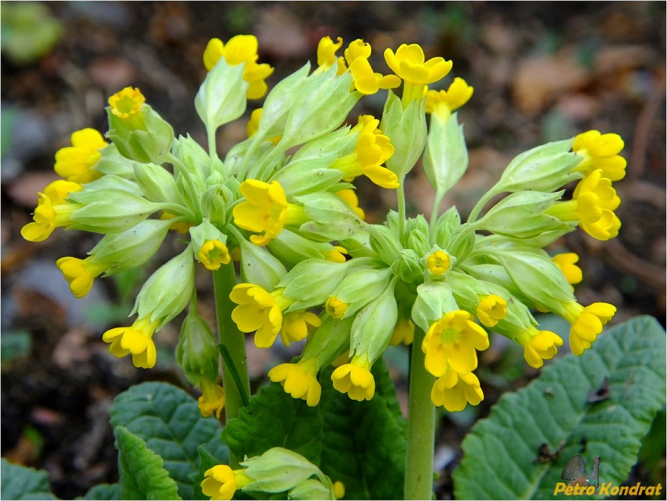 Изображение особи Primula veris.