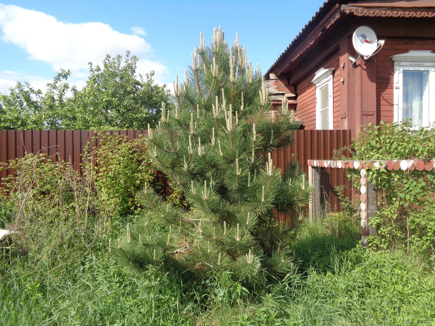 Image of genus Pinus specimen.