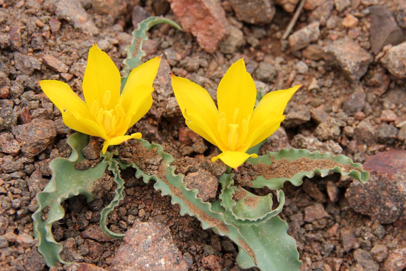 Изображение особи Tulipa dubia.