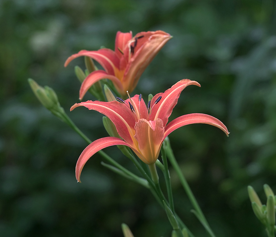 Изображение особи Hemerocallis &times; hybrida.