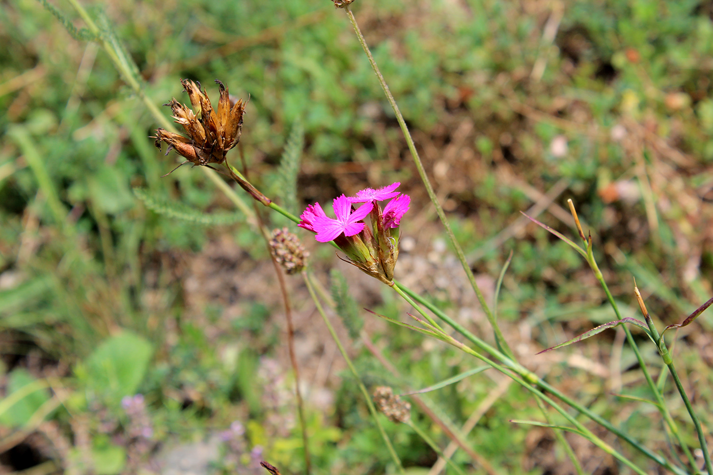 Изображение особи Dianthus ruprechtii.