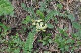 Astragalus resupinatus