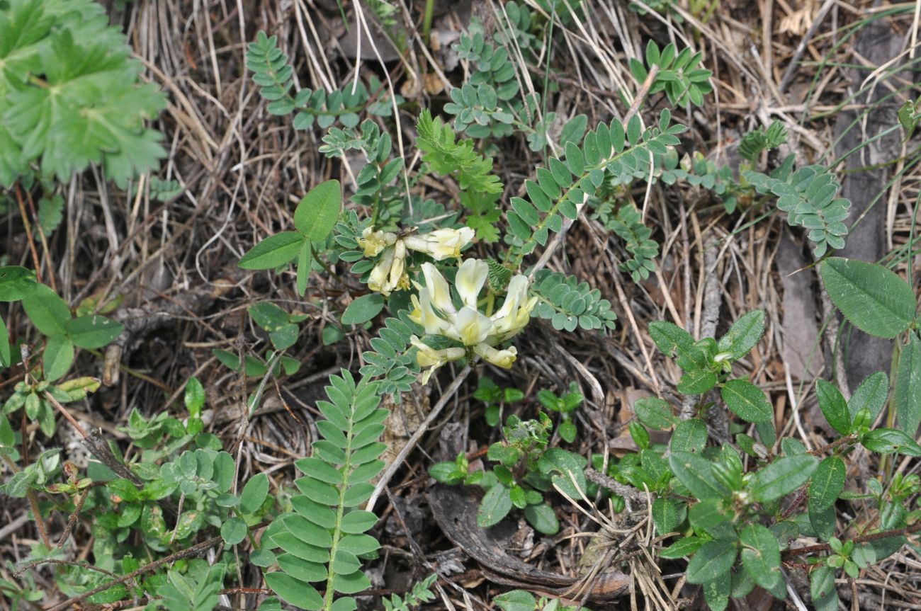 Изображение особи Astragalus resupinatus.