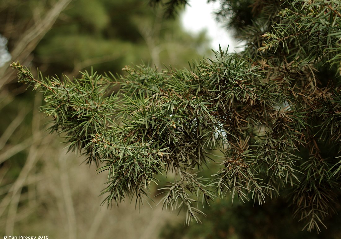 Изображение особи Juniperus oxycedrus.