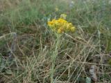 Helichrysum arenarium. Верхушка побега с соцветием. Калининградская обл., г. Балтийск, пос. Балтийская коса. 13 августа 2018 г.