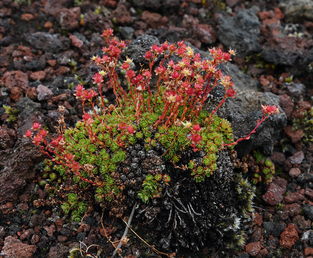 Image of Saxifraga cherlerioides specimen.