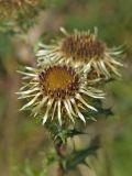 Carlina vulgaris