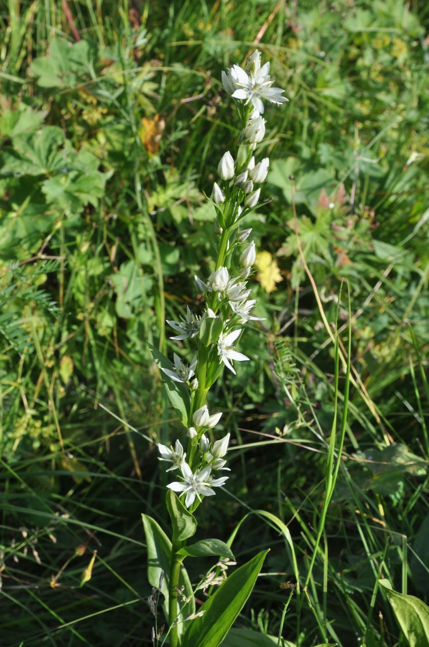 Image of Swertia iberica specimen.