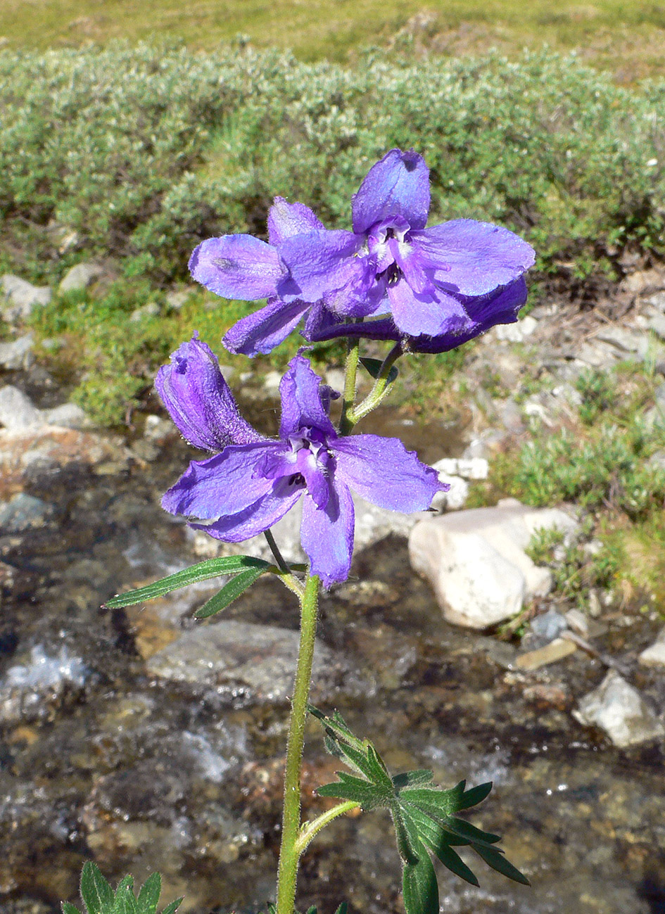 Изображение особи Delphinium brachycentrum ssp. maydellianum.