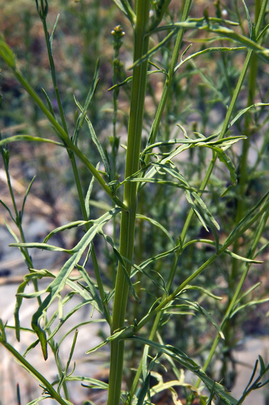 Изображение особи Leptorhabdos parviflora.