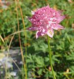 Astrantia maxima. Соцветие. Карачаево-Черкесия, окр. пос. Архыз, долина р. София, каменистый склон, субальпийский луг. 12.09.2018.