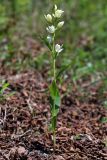 Cephalanthera damasonium