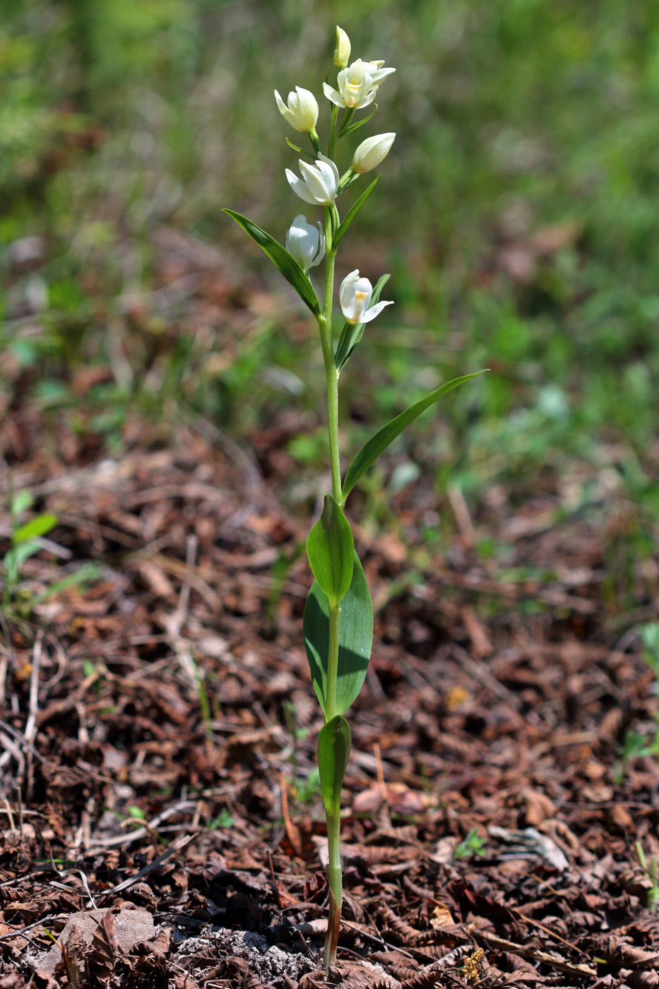 Image of Cephalanthera damasonium specimen.