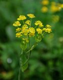 Bupleurum aureum ssp. porfirii