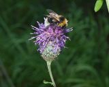 Centaurea scabiosa. Соцветие с фуражирующим шмелем. Московская обл., Раменский р-н, пос. Ильинский, на сухой улице. 17.07.2018.