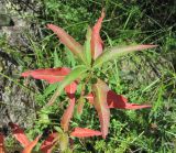 Aconogonon panjutinii