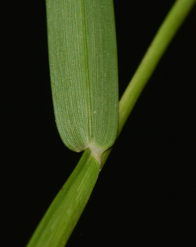 Image of Stenotaphrum dimidiatum specimen.