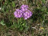 Primula farinosa