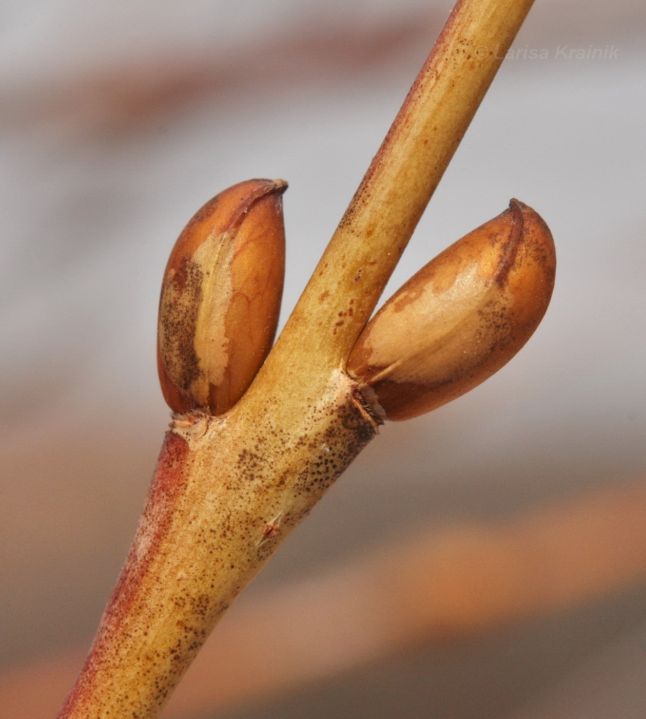 Image of genus Salix specimen.